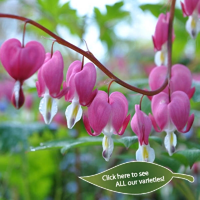 Dicentra - Bleeding Heart